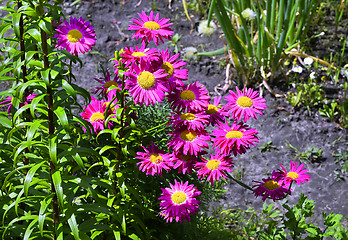 Image showing Flowers decorative pink daisies in the garden