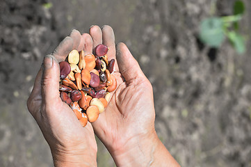 Image showing Beans beans in a female hands on a background of garden beds