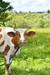 Image showing Portrait of rural cows grazing on a green meadow, close-up