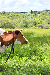 Image showing Portrait of rural cows grazing on a green meadow, close-up