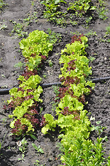 Image showing Green salad growing in the garden beds in summer