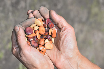 Image showing Beans beans in a female hands on a background of garden beds