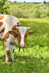 Image showing Portrait of rural cows grazing on a green meadow, close-up