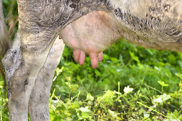 Image showing Rural udder cows grazing on a green meadow, close-up