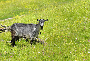 Image showing Rural landscape with a goat grazing on a green meadow