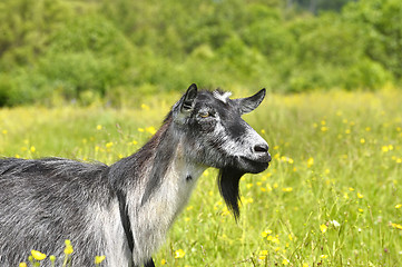 Image showing Rural landscape with a goat grazing on a green meadow