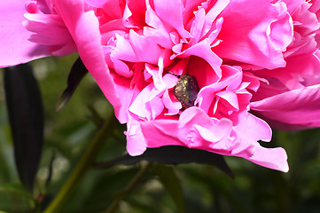 Image showing Flowering vines in the garden close-up