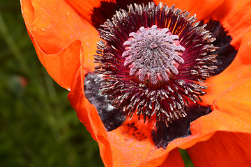 Image showing Red poppy flower, stamens and pistils, macro