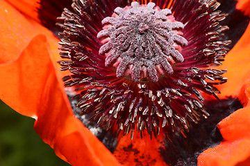 Image showing Red poppy flower, stamens and pistils, macro