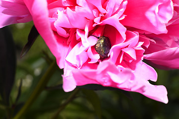 Image showing Flowering vines in the garden close-up