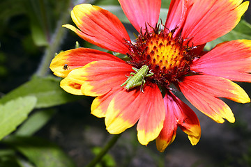 Image showing Red Helenium flower close-up with a grasshopper sitting on it