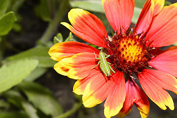 Image showing Red Helenium flower close-up with a grasshopper sitting on it