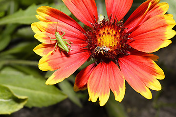 Image showing Red Helenium flower close-up with a grasshopper sitting on it