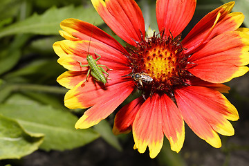 Image showing Red Helenium flower close-up with a grasshopper sitting on it