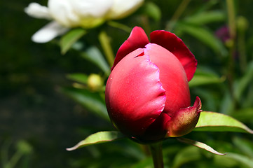 Image showing Flowering vines in the garden close-up