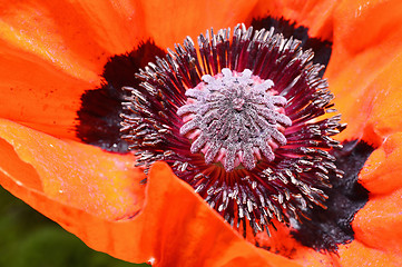 Image showing Red poppy flower, stamens and pistils, macro