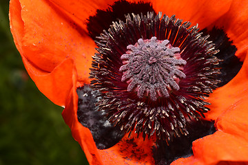 Image showing Red poppy flower, stamens and pistils, macro