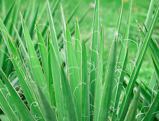 Image showing greeen plant close up