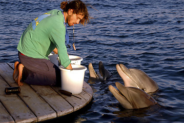 Image showing dolphins trainer