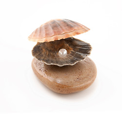 Image showing Shell with a pearl