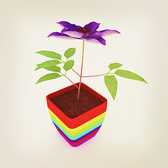 Image showing Clematis a beautiful flower in the colorful pot. 3D illustration