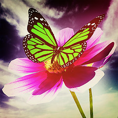 Image showing Beautiful Cosmos Flower and butterfly. 3D illustration. Vintage 