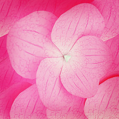 Image showing Flowers petals pink background . 3D illustration. Vintage style.