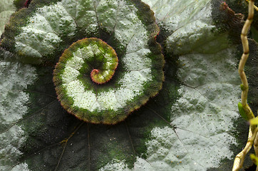 Image showing Rex begonias amazing colorful leaf pattern 