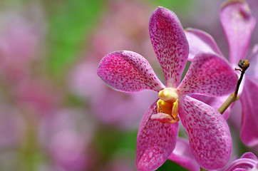 Image showing Beautiful purple orchid, phalaenopsis.