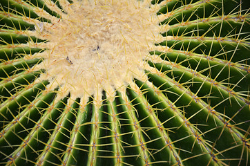 Image showing Cactus in Gardens by the Bay in Singapore