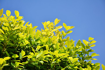 Image showing Green leaf background