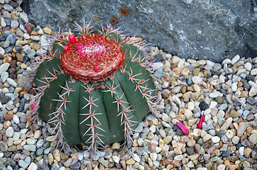 Image showing Turk cap cactus from Brazil