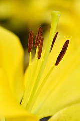 Image showing Beautiful lily growing in garden