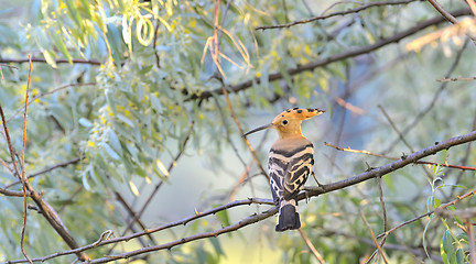 Image showing Hoopoe (Upupa epops) 