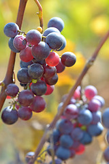 Image showing ripe red grape