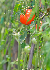 Image showing Red tomato ripening