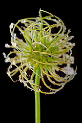 Image showing Clematis flower