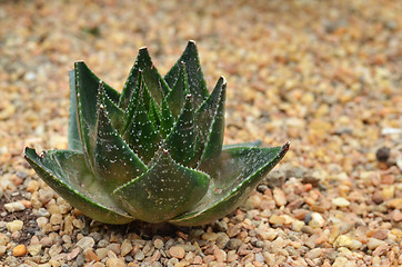 Image showing Succulent plant in Garden by the Bay 