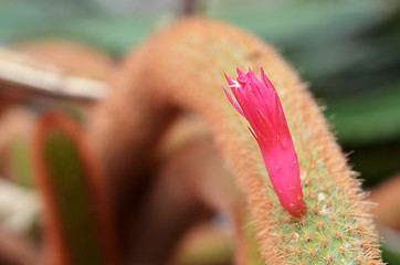 Image showing Pink flowers of golden rat-tailed cactus