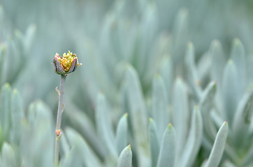 Image showing Flower in the silver bushes