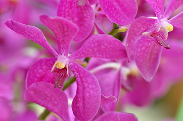 Image showing Beautiful purple orchid, phalaenopsis.