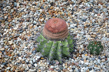 Image showing Turk cap cactus from Brazil