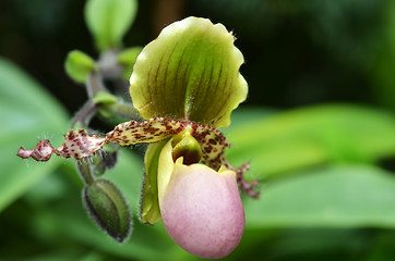 Image showing Close up of the flower of lady slipper