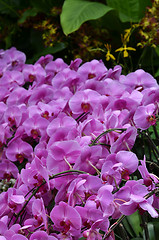 Image showing Beautiful purple orchid, phalaenopsis.