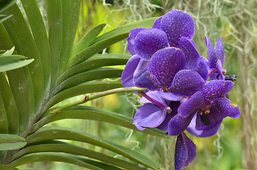 Image showing Beautiful purple orchid, phalaenopsis.