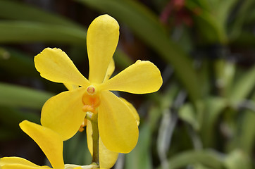 Image showing Blossom vanda orchid