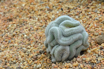 Image showing Green cactus that looks like the brain