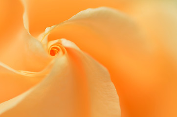 Image showing Close up of orange rose