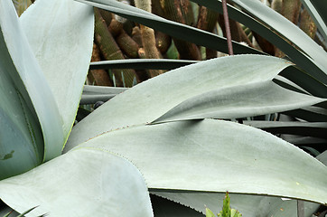 Image showing Huge agave plants in Flower Dome at Gardens by the Bay, Singapor