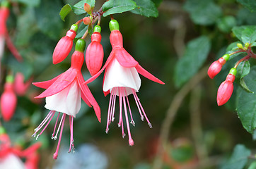 Image showing Pink Ballerina flowers